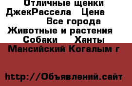 Отличные щенки ДжекРассела › Цена ­ 50 000 - Все города Животные и растения » Собаки   . Ханты-Мансийский,Когалым г.